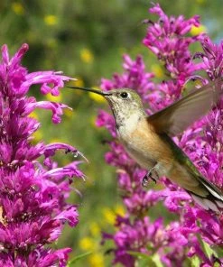 Hummingbird Attracting Collection For The West