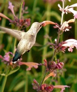 Agastache Rupestris -Outdoor Garden Care Shop hummingbird agastache rupestris robert latham ca 2 1 4
