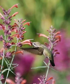 Agastache Rupestris