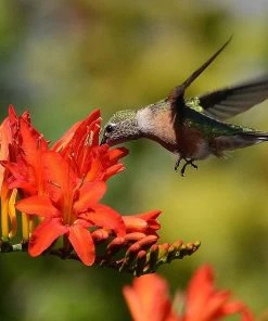 Bold & Hardy Summer Blooms Bulb Collection -Outdoor Garden Care Shop hummingbird and crocosmia lucifer