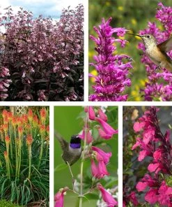 Hummingbird Attracting Collection For The West -Outdoor Garden Care Shop hummingbird attracting collection west 10 18 23