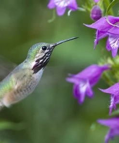 Pike's Peak Purple® Penstemon -Outdoor Garden Care Shop hummingbird penstemon pikes peak 75797p