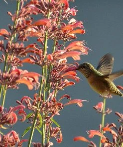 Agastache Rupestris -Outdoor Garden Care Shop hummingbirdandagastache rupestris