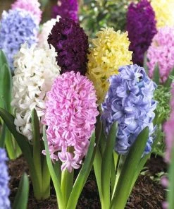 Easter Joy Hyacinth Mix