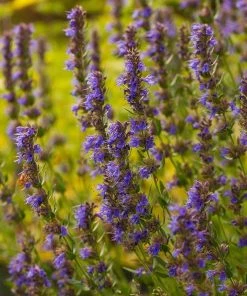 Blue Hyssop (Hyssopus) -Outdoor Garden Care Shop hyssop hyssopus cropped 19 1