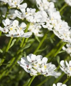 Purity Dwarf Candytuft (Iberis) -Outdoor Garden Care Shop iberis sempervirens purity dwarf candytuft 59555 1 1