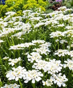 Purity Dwarf Candytuft (Iberis) -Outdoor Garden Care Shop iberis sempervirens purity dwarf candytuft 59555 2.jpg 1