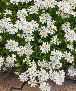 Purity Dwarf Candytuft (Iberis)