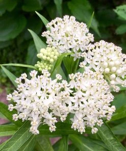 Ice Ballet Swamp Milkweed