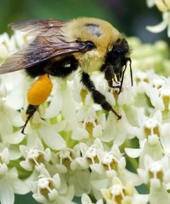 Ice Ballet Swamp Milkweed -Outdoor Garden Care Shop ice ballet 3