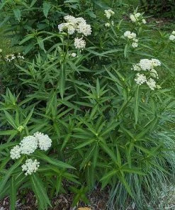 Ice Ballet Swamp Milkweed -Outdoor Garden Care Shop ice ballet 4