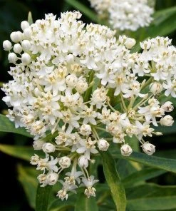 Ice Ballet Swamp Milkweed -Outdoor Garden Care Shop ice ballet milkweed asclepias in