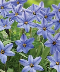 Jessie Spring Starflower -Outdoor Garden Care Shop ipheion uniflorum jessie 59592 web