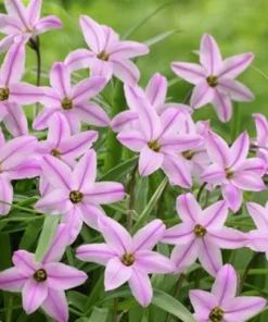 Charlotte Bishop Spring Starflower