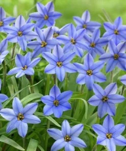 Jessie Spring Starflower -Outdoor Garden Care Shop ipheionjessie