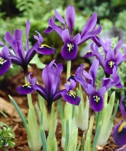 George Specie Iris (Mini Iris)