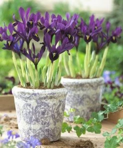 George Specie Iris (Mini Iris) -Outdoor Garden Care Shop iris histroides george in containers