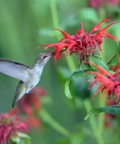 Jacob Cline Bee Balm
