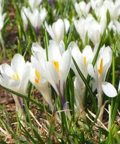Joan Of Arc Dutch Crocus