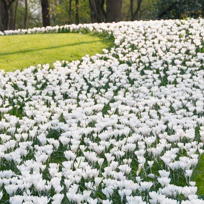 Joan Of Arc Dutch Crocus 2 Joan Of Arc Dutch Crocus - Image 2