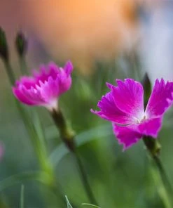 Kahori Pink® Dianthus -Outdoor Garden Care Shop kahori pink dianthus bloom