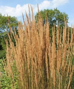 Karl Foerster Feather Reed Grass -Outdoor Garden Care Shop karl feorster feather reed grass 2