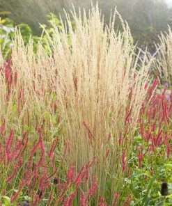 Karl Foerster Feather Reed Grass -Outdoor Garden Care Shop karl feorster feather reed grass 3