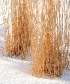 Karl Foerster Feather Reed Grass -Outdoor Garden Care Shop karl foerster feather reed grass winter
