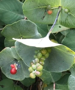 Kintzley's Ghost® Honeysuckle Vine -Outdoor Garden Care Shop kintzkeys ghost honeysucke 2