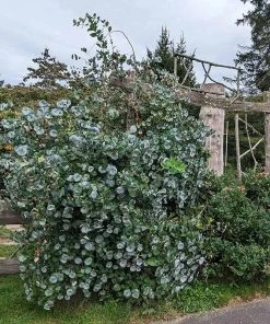 Kintzley's Ghost® Honeysuckle Vine -Outdoor Garden Care Shop kintzkeys ghost honeysucke 3