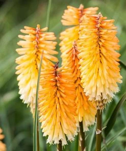 Dwarf Red Hot Poker -Outdoor Garden Care Shop kniphofia triangularis dwarf red hot poker