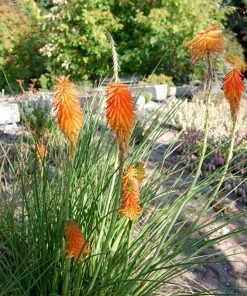 Dwarf Red Hot Poker -Outdoor Garden Care Shop kniphofia trangularis mike daavy