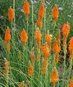 Dwarf Red Hot Poker -Outdoor Garden Care Shop kniphofia triangularis