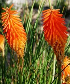 Dwarf Red Hot Poker -Outdoor Garden Care Shop kniphofia triangularis mike davvy