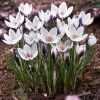 Lady Killer Snow Crocus
