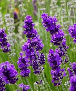 FlowerKisser® After Midnight English Lavender