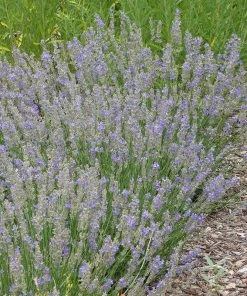 FlowerKisser® Delft Blue & White English Lavender -Outdoor Garden Care Shop lavandula angustifolia flowerkisser delft blue and white whole plant garden