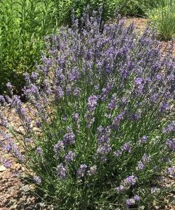 FlowerKisser® Delft Blue & White English Lavender -Outdoor Garden Care Shop lavandula angustifolia flowerkisser delft blue white flowers