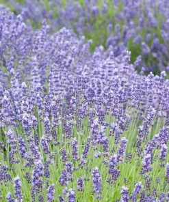 August Afternoons Pre-Planned Garden -Outdoor Garden Care Shop lavandula angustifolia royal velvet lavender field 1