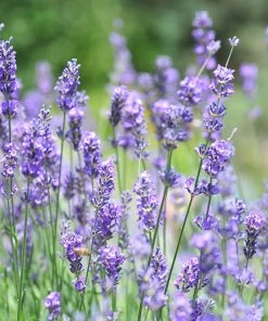Vera English Lavender -Outdoor Garden Care Shop lavandula angustifolia vera