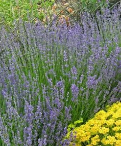Vera English Lavender