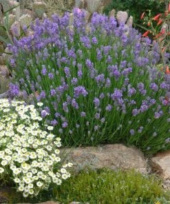 Wee One Dwarf English Lavender -Outdoor Garden Care Shop lavandula angustifolia wee one with melampodium leucanthum 1