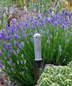 Wee One Dwarf English Lavender -Outdoor Garden Care Shop lavandula angustifolia wee one with trowel for size cc 1