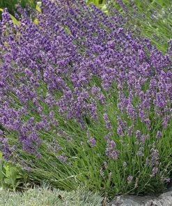 Buena Vista English Lavender -Outdoor Garden Care Shop lavandula buena vista lavender garden 2