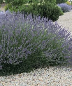 Grosso French Lavender -Outdoor Garden Care Shop lavandula grosso 63152 web 3 1 1