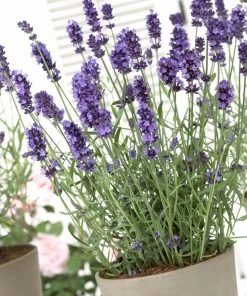 Hidcote Blue English Lavender -Outdoor Garden Care Shop lavandula hidcote lavender pot 1