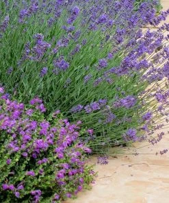 Dark Violet Skullcap (Scutellaria) -Outdoor Garden Care Shop lavandula pastor pride scutellaria violet cloud