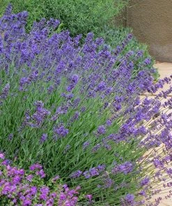 Pastor's Pride English Lavender