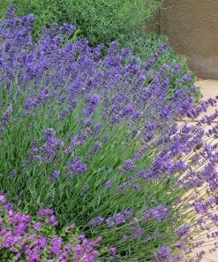 Three Tier Lavender Collection
