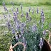 Sensational!™ Lavender